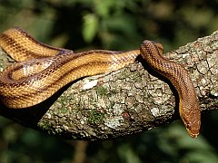 Yellow Rat Snake, Southern Florida